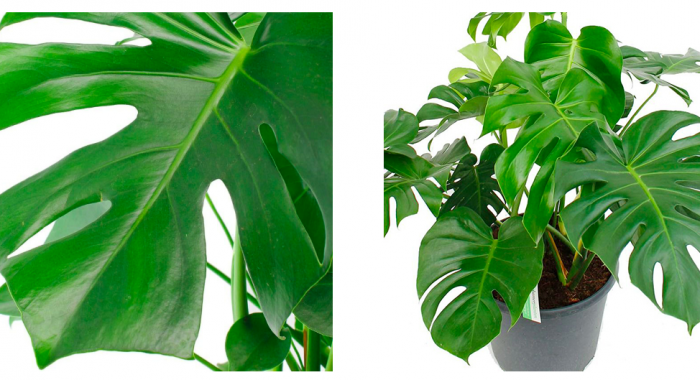 Haal de Beste Planten in Huis ! Tips Voor Elke Woonsituatie